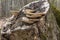 Large parasitic mushroom that grows on tree trunks. Tinder fungus, hoof fungus, tinder conk, tinder polypore or ice man