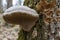 Large parasitic mushroom that grows on tree trunks. Tinder fungus, hoof fungus, tinder conk, tinder polypore or ice man