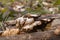 Large parasitic mushroom that grows on tree trunks. Tinder fungus, hoof fungus, tinder conk, tinder polypore or ice man