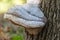 Large parasitic mushroom tinder fungus grows on stump.