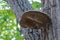 Large parasitic mushroom tinder fungus grows on trunk. True polypore causes.