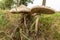 Large Parasol Mushroom in berm