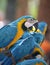 Large parrot blue-and-yellow macaw