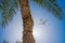 A large passenger plane carries tourists on an unforgettable vacation, where there are palm trees