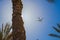 A large passenger plane carries tourists on an unforgettable vacation, where there are palm trees