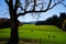 Large pasture with cattle and bare tree as a silhouette in the foreground  2