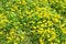 large patch of Bird’s Foot Trefoil Lotus corniculatus