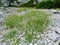 Large patch of bladder campion