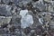 Large Patch of Dry White Lichen on Stone Wall