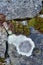 Large Patch of Dry White Lichen on Stone Wall