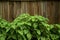 Large patchouli plant wet from rain growing against wooden fence