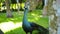 A large peacock with blue feathers in its usual habitat with green