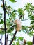 Large pear blossom on a branch