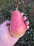 Large pear on the hand of a man on grass background