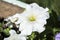 Large pearl white petunia flower