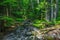 Large pebbles in the creek at North cascades national forest