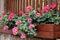Large pelargonium zonale flowers in wooden boxes near a wooden fence in the garden. Gardening, home decoration