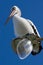 A large pelican perched on a broken street light