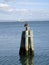 Large pelican rest on top a pier