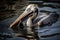 A large pelican sits in the water and eats fish, generative AI