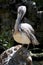 Large Pelican sitting on a rock