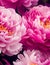 large peonies background, lush blooms and delightful fragrance, AI Generated