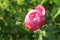 Large peony flower.