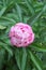 Large peony flower with pink petals