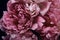 Large peony flowers close-up on a dark background. color petals painted in dusty pink color in macro photo. moody floral, dark key