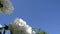 Large peony flowers shake in the wind against the blue sky