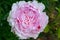 Large peony pink flower