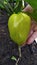 Large pepper on the palm of a woman. Harvesting bell peppers in the fall in the garden. Vegetables in the greenhouse