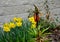 Large perennials with red bells flowers along with a yellow narcissus flower in a bark mulched flowerbed. around a concrete fence