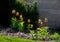 Large perennials with red bells flowers along with a yellow narcissus flower in a bark mulched flowerbed. around a concrete fence