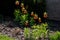 Large perennials with red bells flowers along with a yellow narcissus flower in a bark mulched flowerbed. around a concrete fence