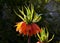 Large perennials with red bells flowers along with a yellow narcissus flower in a bark mulched flowerbed. around a concrete fence