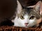 Large and perfect image of a cat laying on wood and staring at the camera