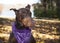 Large pet companion dog, doberman pinscher wears a scarf looks to the left
