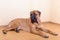 Large pet dog bullmastiff