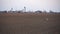 A large petrochemical enterprise on the background of a wheat field. A stork is walking around the field.