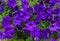 A large petunia bush with beautiful purple flowers