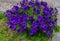 A large petunia bush with beautiful purple flowers