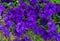 A large petunia bush with beautiful purple flowers