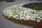 Large petunia flowers on a flower bed in a city park