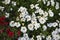 Large petunia flowers on a flower bed in a city park