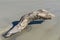 Large piece of driftwood emerging from a tidal pool in the sand of a coastal beach, partially covered in barnacles