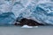 Large piece of ice floats by the blue and white ice of Portage Glacier