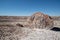 Large piece of petrified wood split that has now turned the prehistroic log into crystal stone minerals at the Petrified Forest