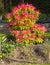 A large Pieris Forest Flame evergreen shrub showing new spring growth