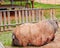 A large pig being cool by water at a farm in Thailand